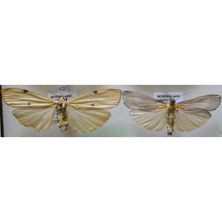 Lithosia quadra (Linnaeus, 1758) pair Porostnica czterokropka Czech62f